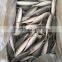 IQF light caught frozen round scad frozen horse mackerel