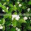 Fresh Jasmine Fflowers Jasmine Green Tea
