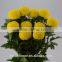 Tropical Chrysanthemum Pompon Mum Yellow Flower For The Elders