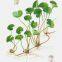 Factory Offer Natural Gotu Kola Extract For Skin Care Asiaticoside Cas number 16830-15-2