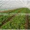 Fruit tree HDPE insect proof net / greenhouse plastic anti insect net