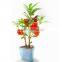 Customized gifts for team members DIY mini bonsai small return gifts , magnetic levitating gifts
