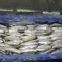 FROZEN SARDINE WHOLE ROUND