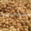 indian coconut wholesalers