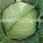 VIET NAM FRESH CABBAGES VIETGAP