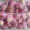 Small Package Peeled Shallot for export