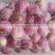 Exporter of Peeled Shallot