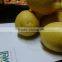 FRESH ADALIA LEMON 2014