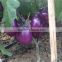 Hybrid F1 Eggplant Seeds Qian Hong