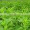 Natural Sweetner Stevia Extract Dispensers