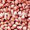 High Efficient Peanut Sorter Machine