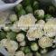 Real touch carnation flowers cut for wholesale