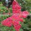 wicker hanging decoration xmas christmas hanging decoration/xmas door ornament