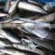 Brand new pacific mackerel for bait with low price