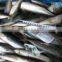 good quality pacific mackerel 200-300g manufacturer