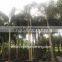 Wodyetia bifurcata ( Foxtail palm ) palm tree high 3-6m
