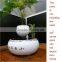 Levitating Magnetic Bonsai Pots Wholesale Trees