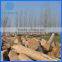 Factory Price Paulwonia Wood for Furniture Supplier