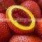 Supplier Health Care  Gac Fruit/ Momordica Cochinchinensis Powder For Exporting Viet Nam