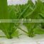 new condition hydroponic fodder sprouting machine / new condition fodder sprouting machine