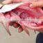 Fish Killer /Fish Viscera removal/Fish gutting machie