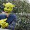 Adults Shrek Fancy Dress Costume Latex Mask with Gloves