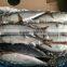 pacific chub mackerel canning quality, scomber japonicus fish whole round 300-500g