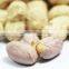 Supply Healthy Snack Roasted Salted Peanut kernels