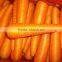 vacuum pack fresh carrots fresh vegetables