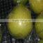 2016 Hot sale Honey pomelo 12kg/ctn