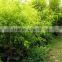 Golden Leaves Melaleuca Bracteata
