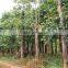 Bischofia polycarpa (Levl.) Airy Shaw