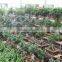 Indoor and outdoor plants Ficus microcarpa Linn. f.