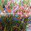 Cymbidium hybridum faberi(Red Pearl)