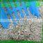 Boll and irregular OEM Toilet kitty sand OEM Cat litter