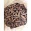 SEA CUCUMBER