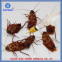 TOPONE brand High Quality Anti Cockroach and Ant Chemicals Bait