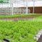 Low Price Garden Greenhouse/Agricultural Greenhouse Tube Hydroponic Growing Systems