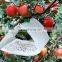 Delta Moth Glue Trap with Pheromone