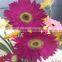 Top Rated Supplier Fresh Cut Flower China Fresh Grebera Wholesale