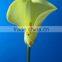 Diversified in packaging hot selling high quality real touch calla lilies wholesale