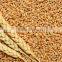 Durum Wheat