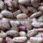 New Crop Light Red Speckled Kidne y Beans Long Shape Bamboo Bean for Europe