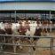 LTX006 steel structure cow shed