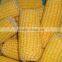 Shandong iqf frozen sweet corn cob yellow corn cob with bulk package