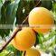 healthy and natural canned yellow peach and canned fruits for hot sale