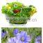 Pure and Organic Linseed Oil/Flaxseed oil cold pressed Virgin