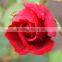 5-8 cm big bud size red rose flowers from China