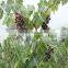 Factory supply Anti-bird Netting, anti-bird net, Agricuture Netting