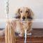 White Rope Dog Leash - White / Gold - Pet Lead Gatsby